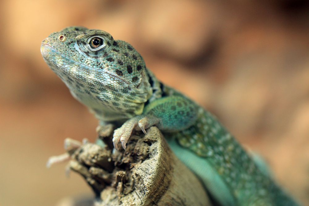 Halsbandleguan-Männchen