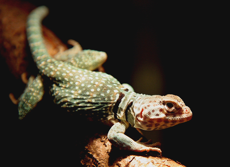 halsbandleguan maennlich