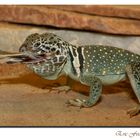 Halsbandleguan überwältigt Wanderheuschrecke