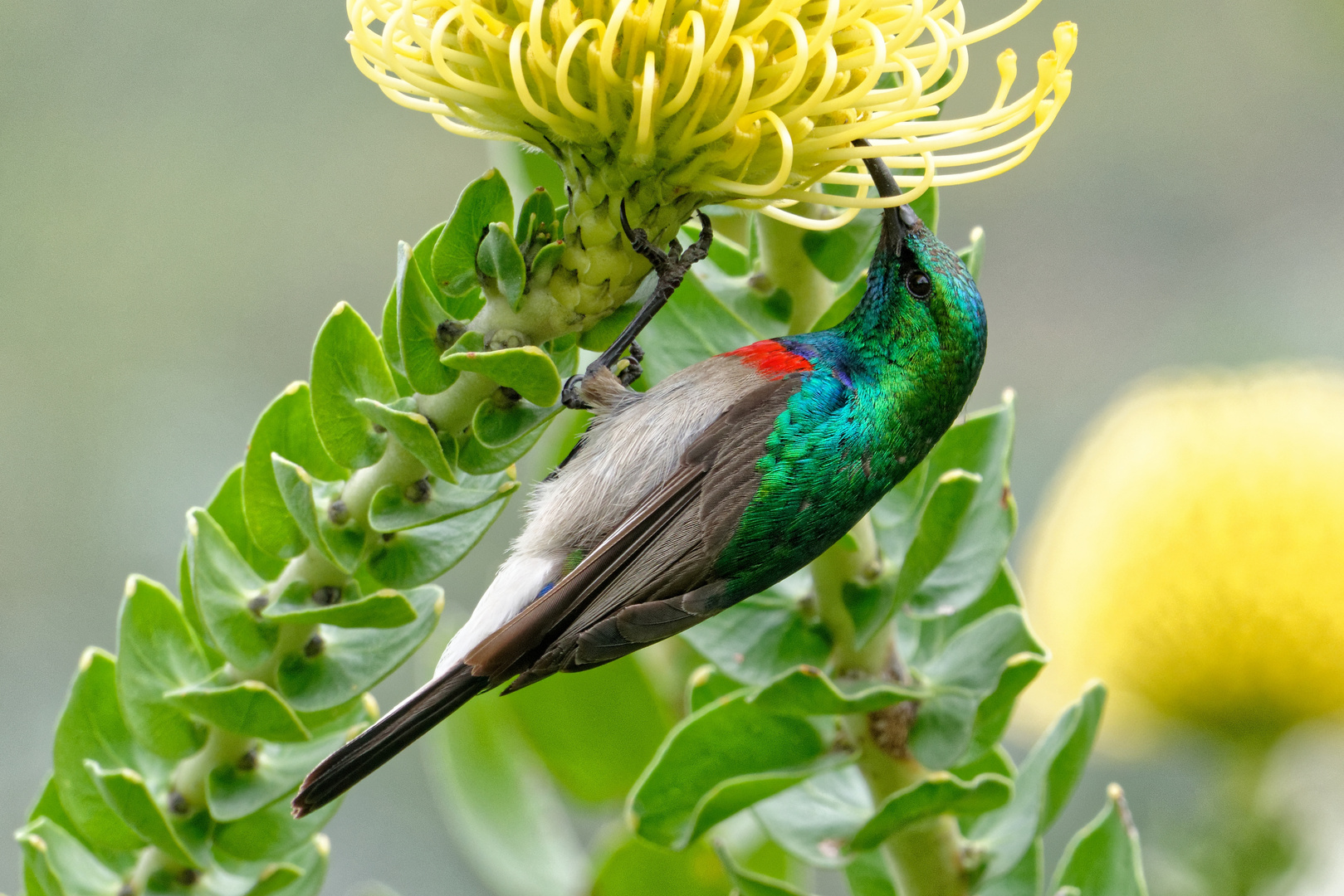 Halsbandnektarvogel