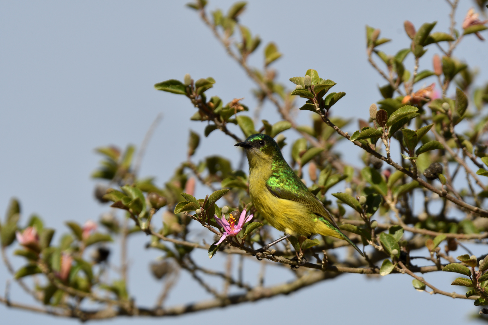 Halsbandnektarvogel