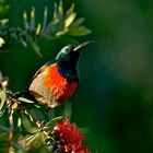 Halsbandnektarvogel (Cinnyris chalybeus)