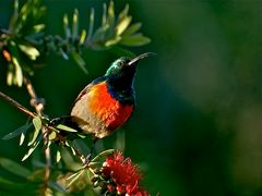 Halsbandnektarvogel (Cinnyris chalybeus)