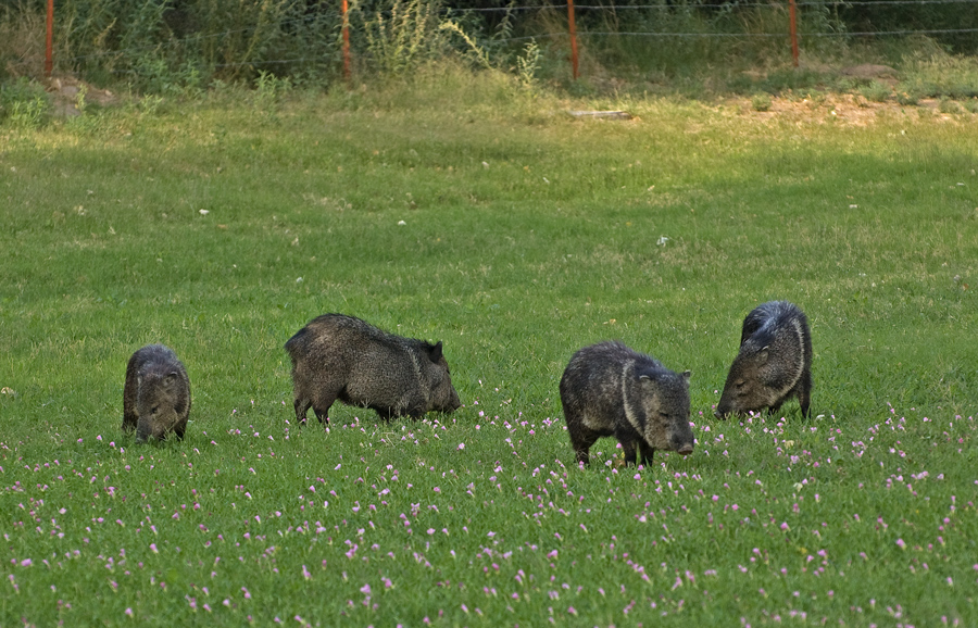 Halsbandpekari - Collared Peccary (Pecari tajacu)