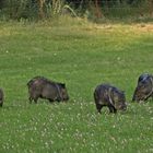 Halsbandpekari - Collared Peccary (Pecari tajacu)