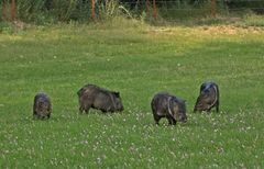 Halsbandpekari - Collared Peccary (Pecari tajacu)