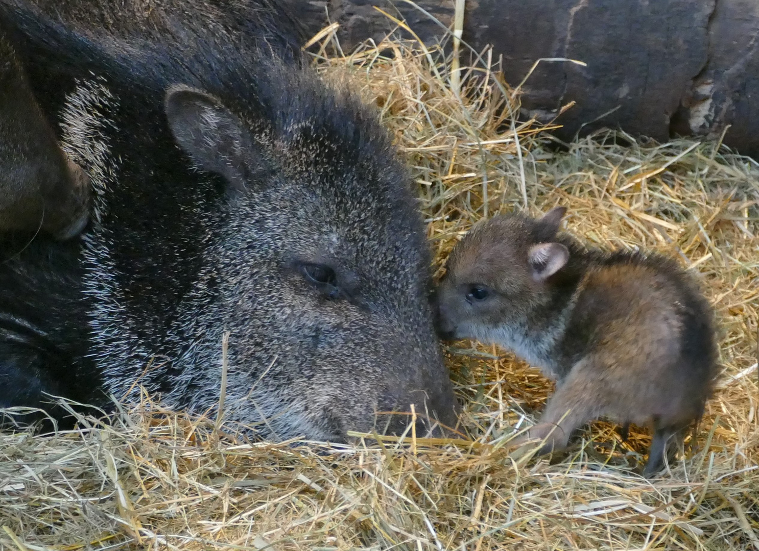 Halsbandpekari mit Nachwuchs im Wuppertaler Zoo