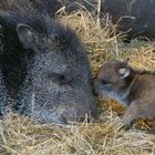 Halsbandpekari mit Nachwuchs im Wuppertaler Zoo