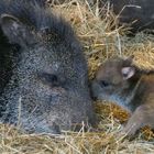 Halsbandpekari mit Nachwuchs im Wuppertaler Zoo