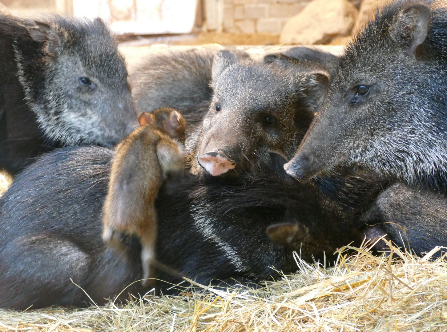 Halsbandpekaris mit Nachwuchs im Wuppertaler Zoo