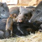 Halsbandpekaris mit Nachwuchs im Wuppertaler Zoo