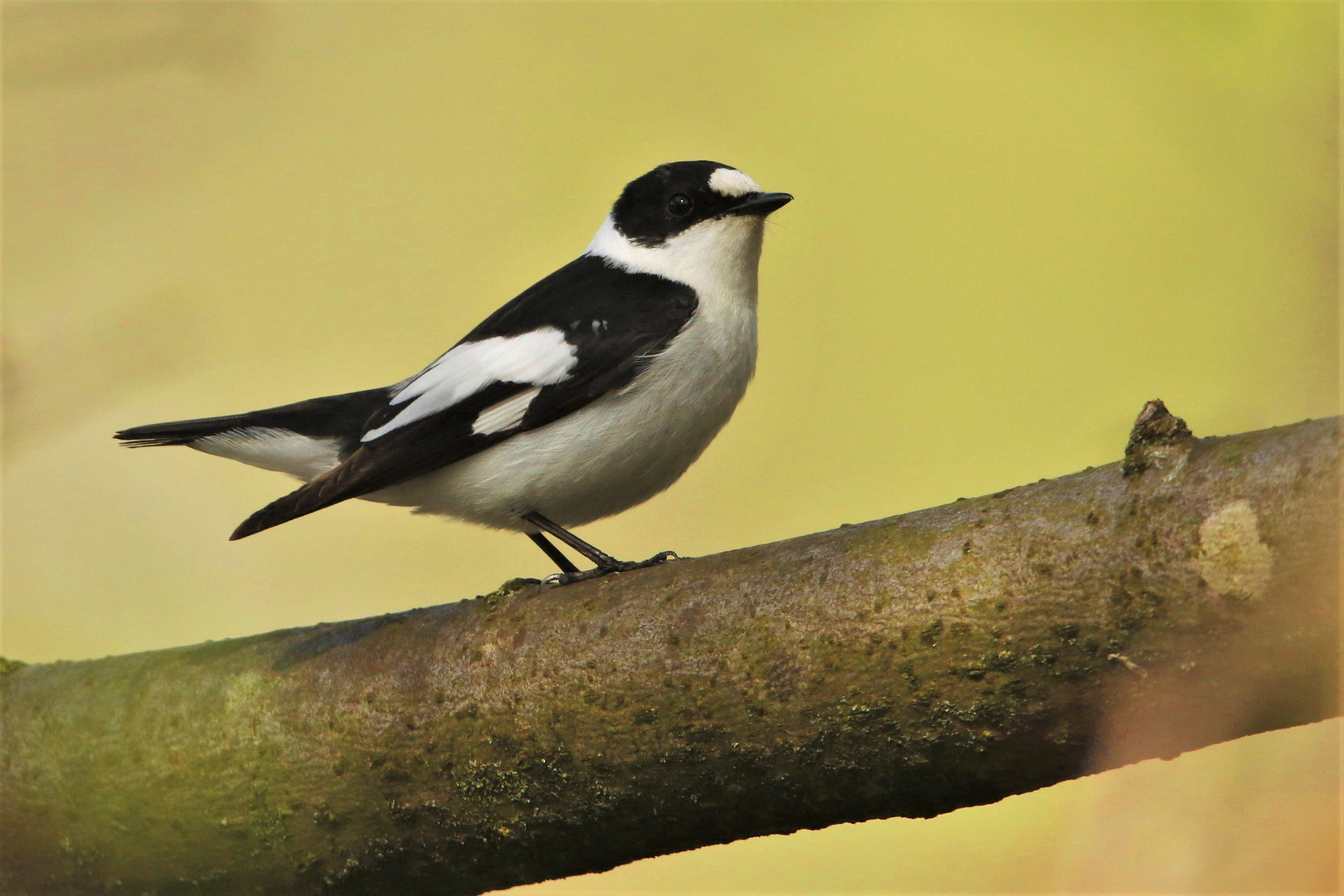 Halsbandschnäpper