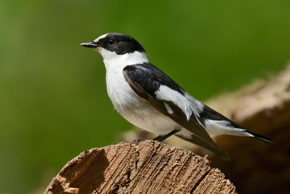 Halsbandschnäpper