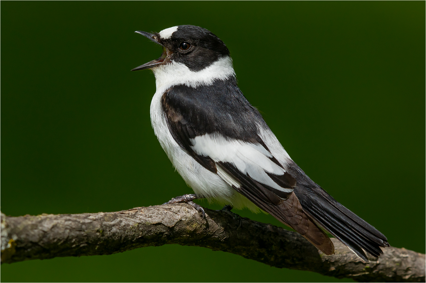 Halsbandschnäpper