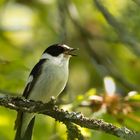 Halsbandschnäpper - Seltener Gast in typischem Habitat