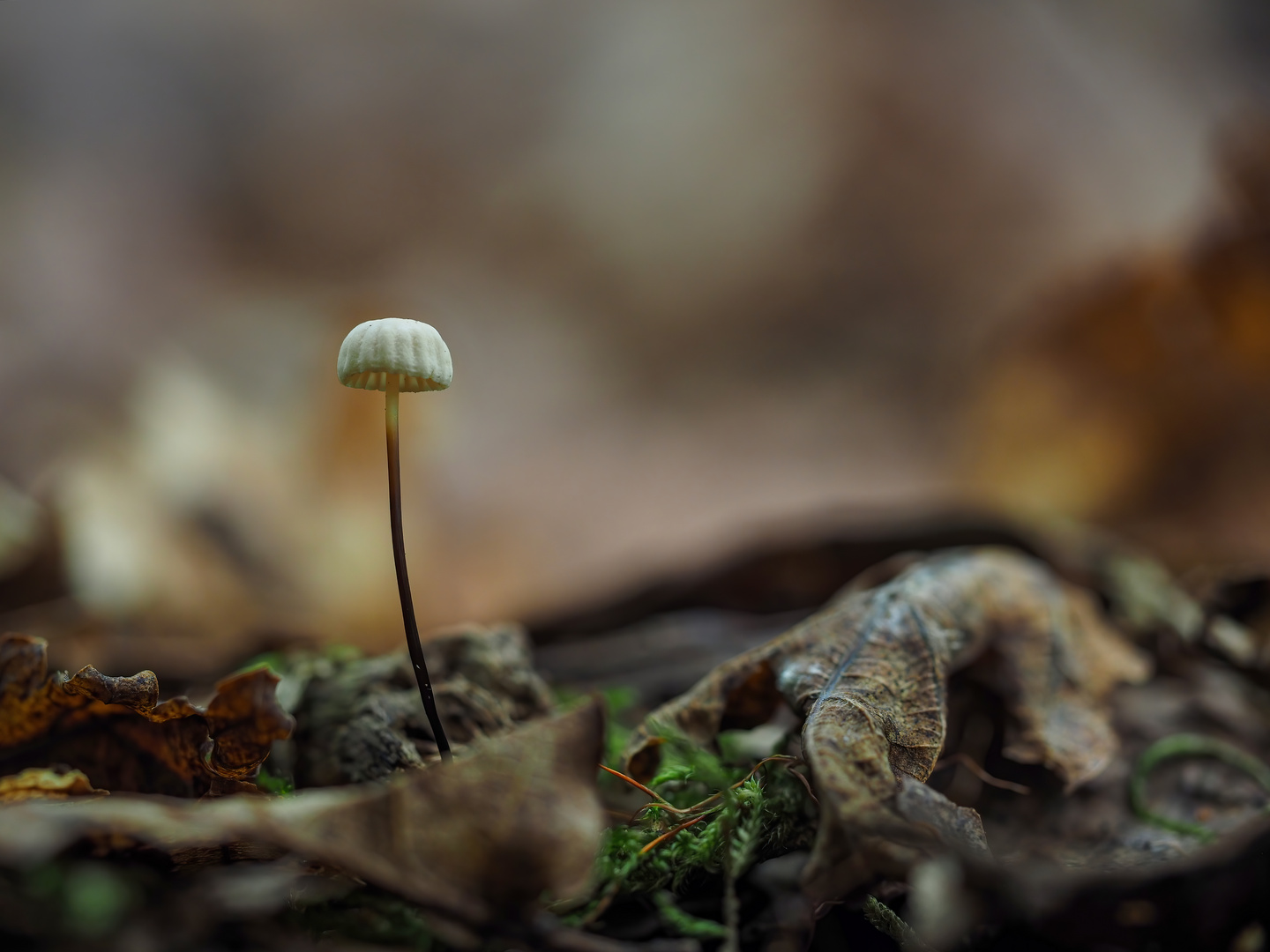 Halsbandschwindling (Marasmius rotula)