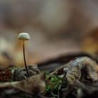 Halsbandschwindling (Marasmius rotula)