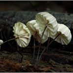 Halsbandschwindlinge - Marasmius rotula