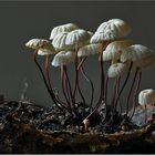 Halsbandschwindlinge (Marasmius rotula) ...