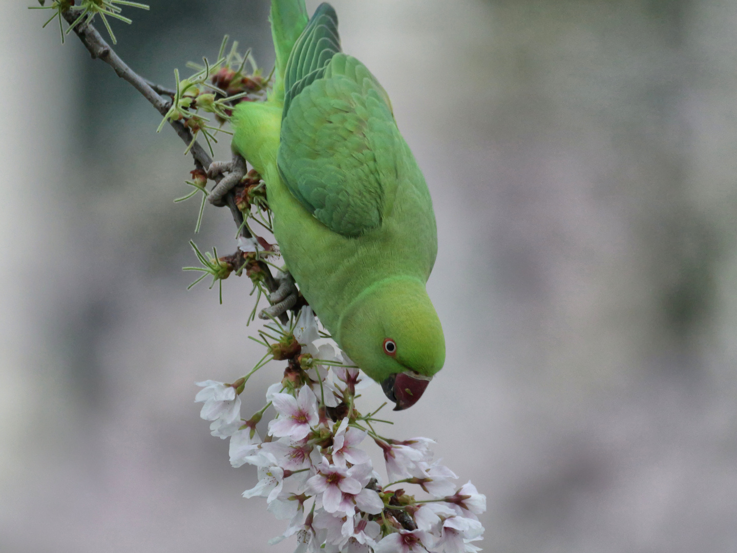 Halsbandsittich 2 (Psittacula krameri)