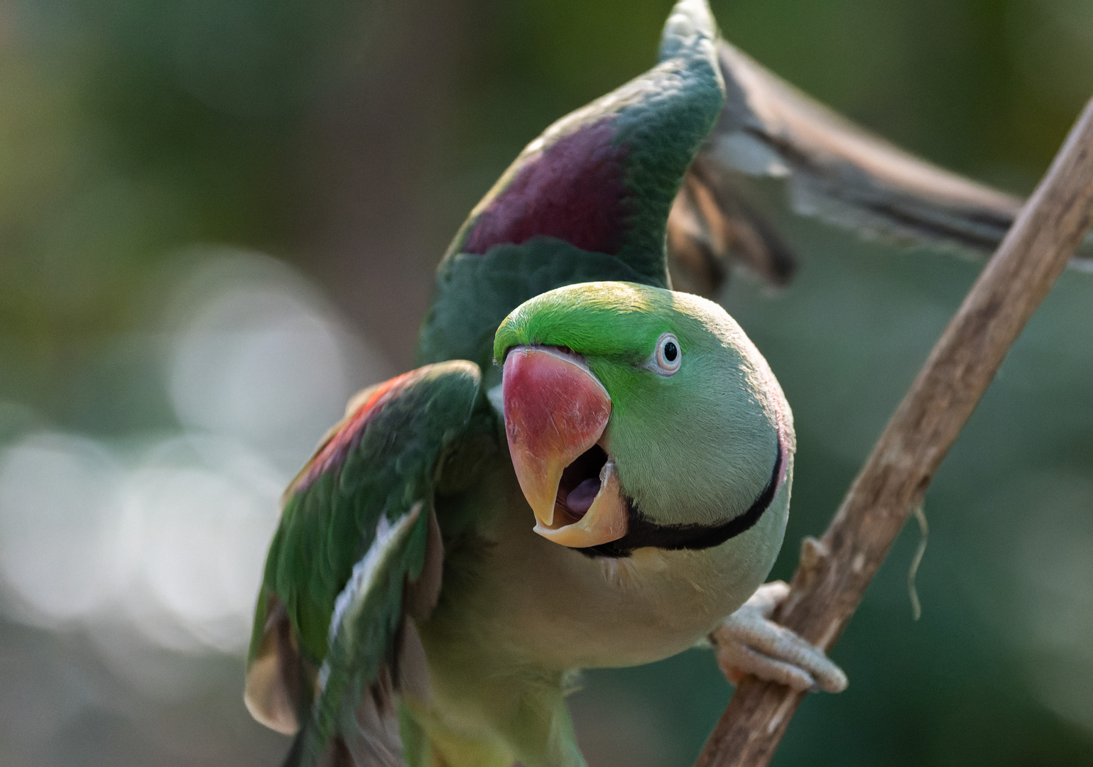 Halsbandsittich Foto & Bild natur, zoo, tiere Bilder auf