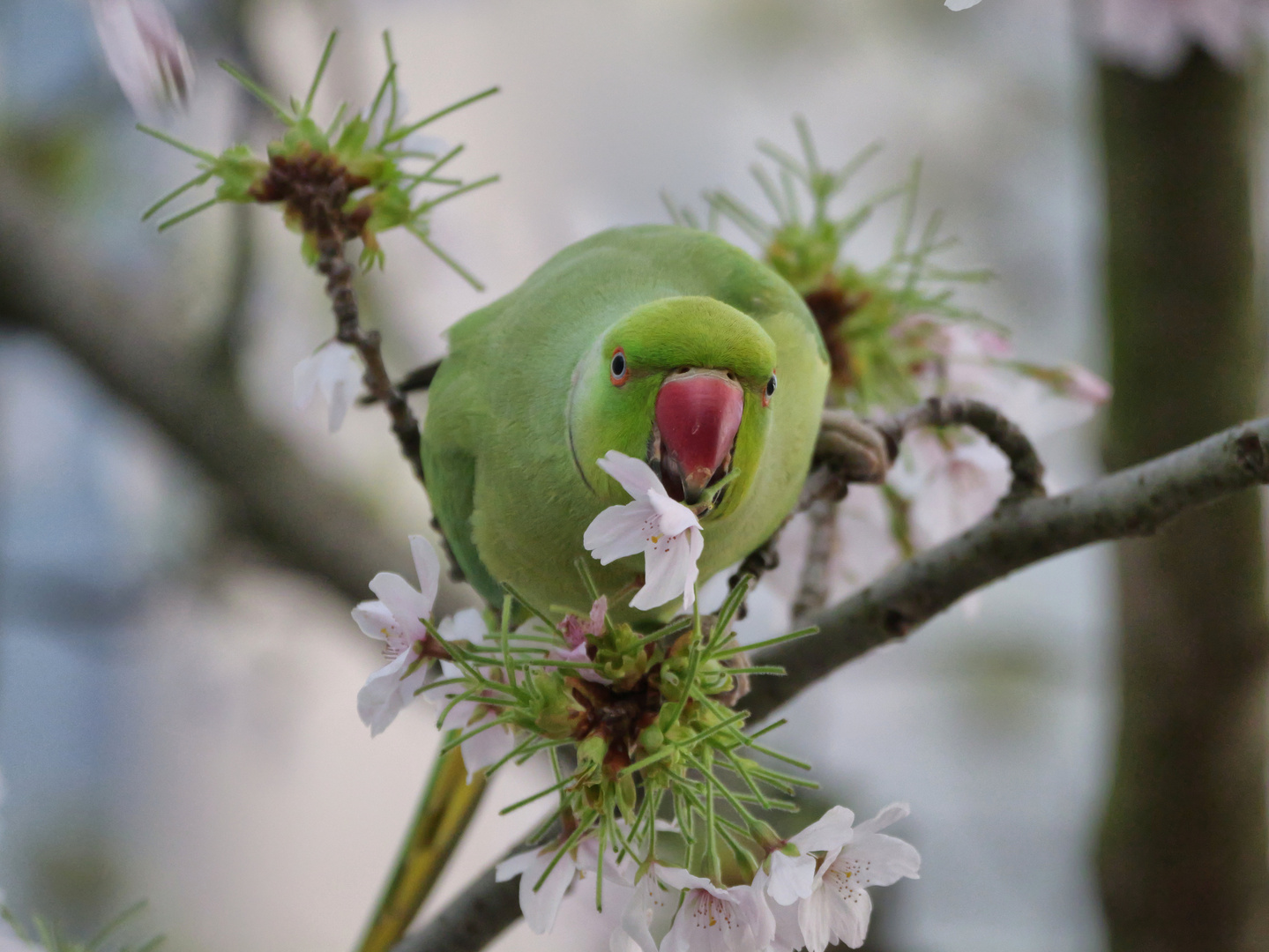 Halsbandsittich 7 (Psittacula krameri)