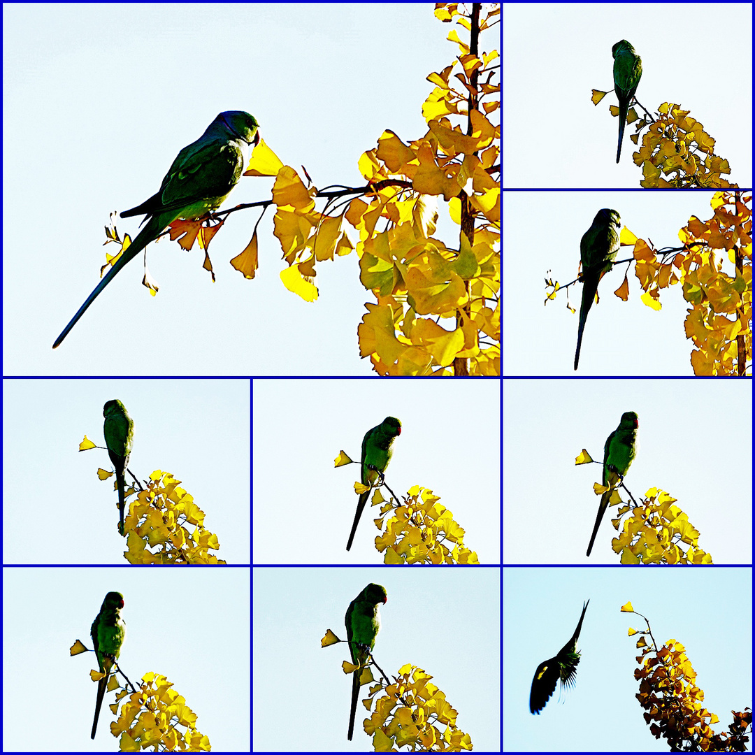 Halsbandsittich auf Gingko