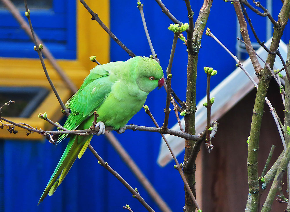 Halsbandsittich bei mir im Garten...