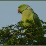 Halsbandsittich - Besuch in meinem Garten