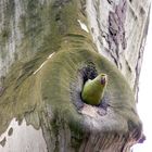 Halsbandsittich - ein vorsichtiger Blick aus dem Nest