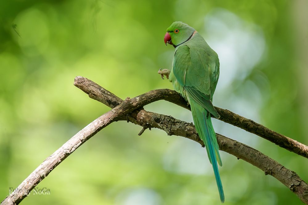 Halsbandsittich Foto & Bild natur, tiere, vögel Bilder auf