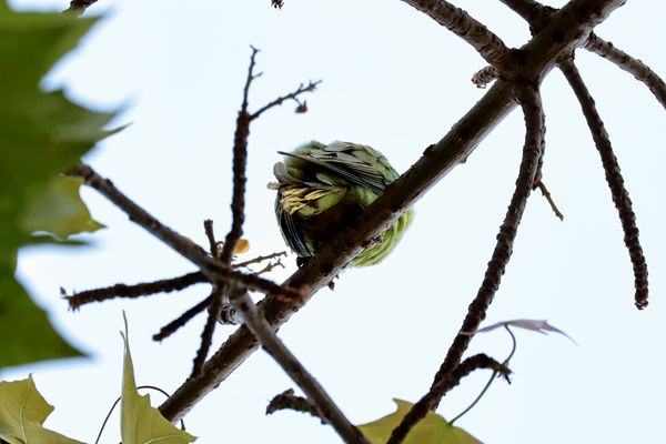 Halsbandsittich II...... 