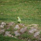 Halsbandsittich im Biebricher Schlosspark (Wiesbaden)