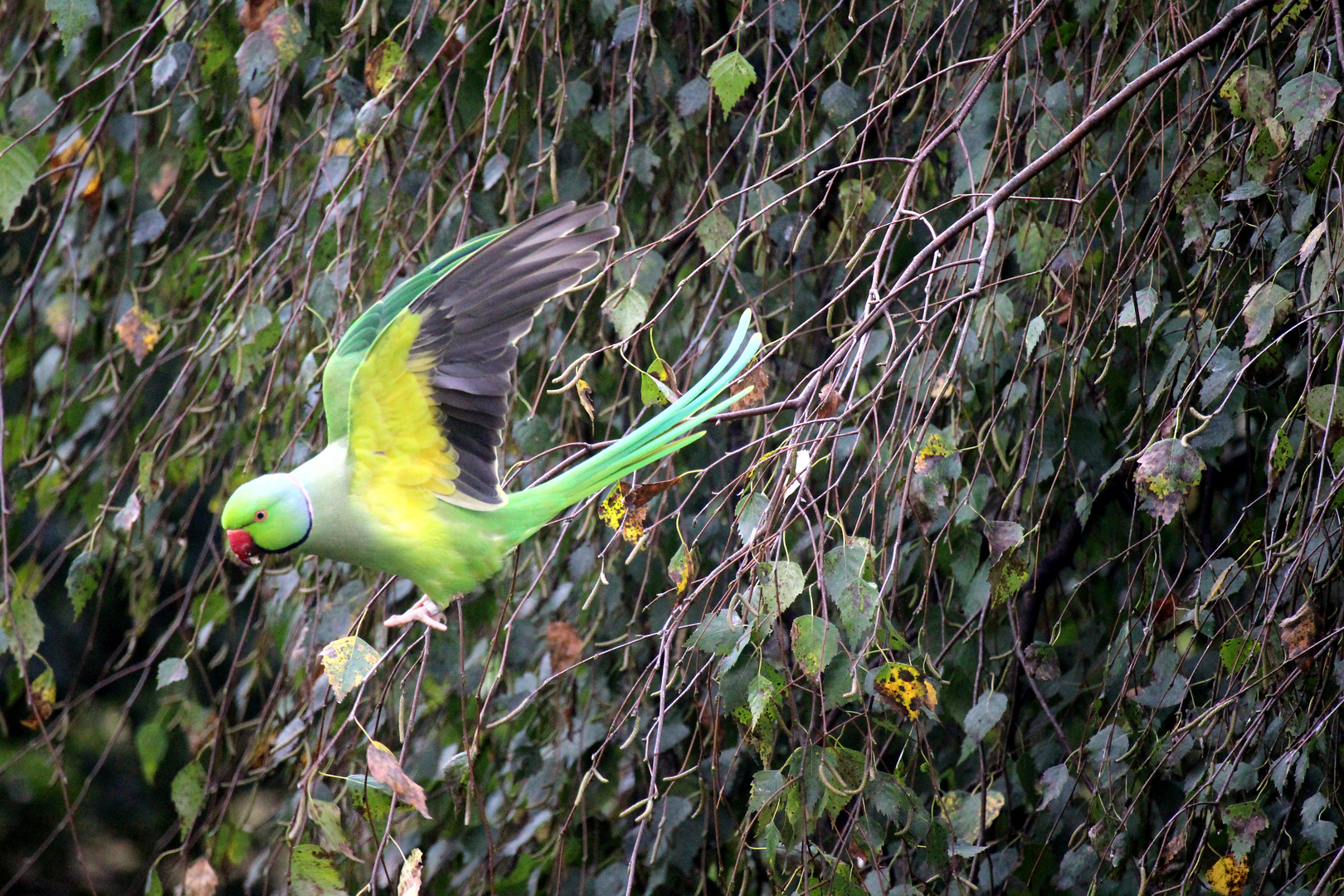 Halsbandsittich im Flug