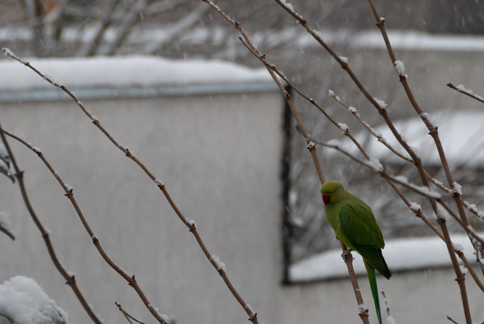 Halsbandsittich im Schneetreiben