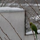 Halsbandsittich im Schneetreiben