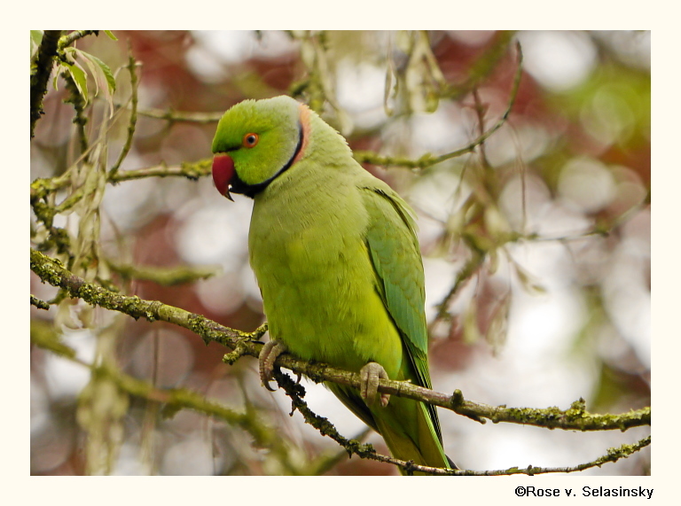 Halsbandsittich im Vogelpark Heppenheim