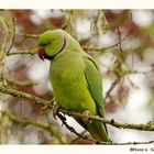 Halsbandsittich im Vogelpark Heppenheim