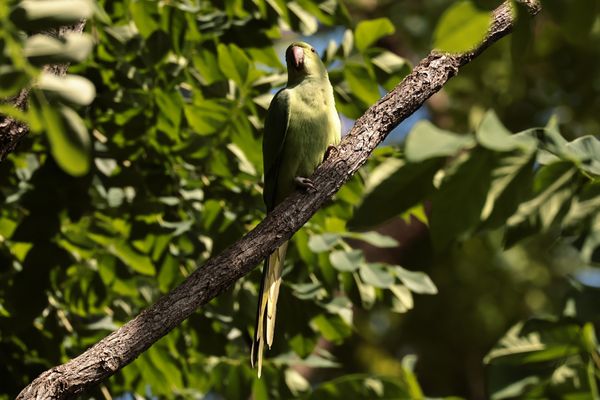 Halsbandsittich in Palermo