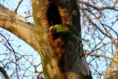 Halsbandsittich - Nestsuche erfolgreich abgeschlossen