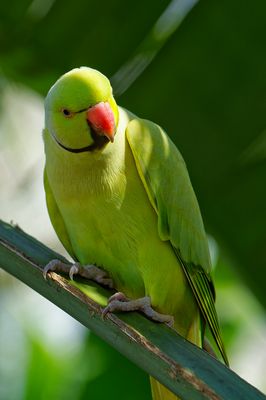 Halsbandsittich (Psittacula krameri)