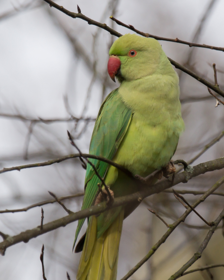 Halsbandsittich (Psittacula krameri)