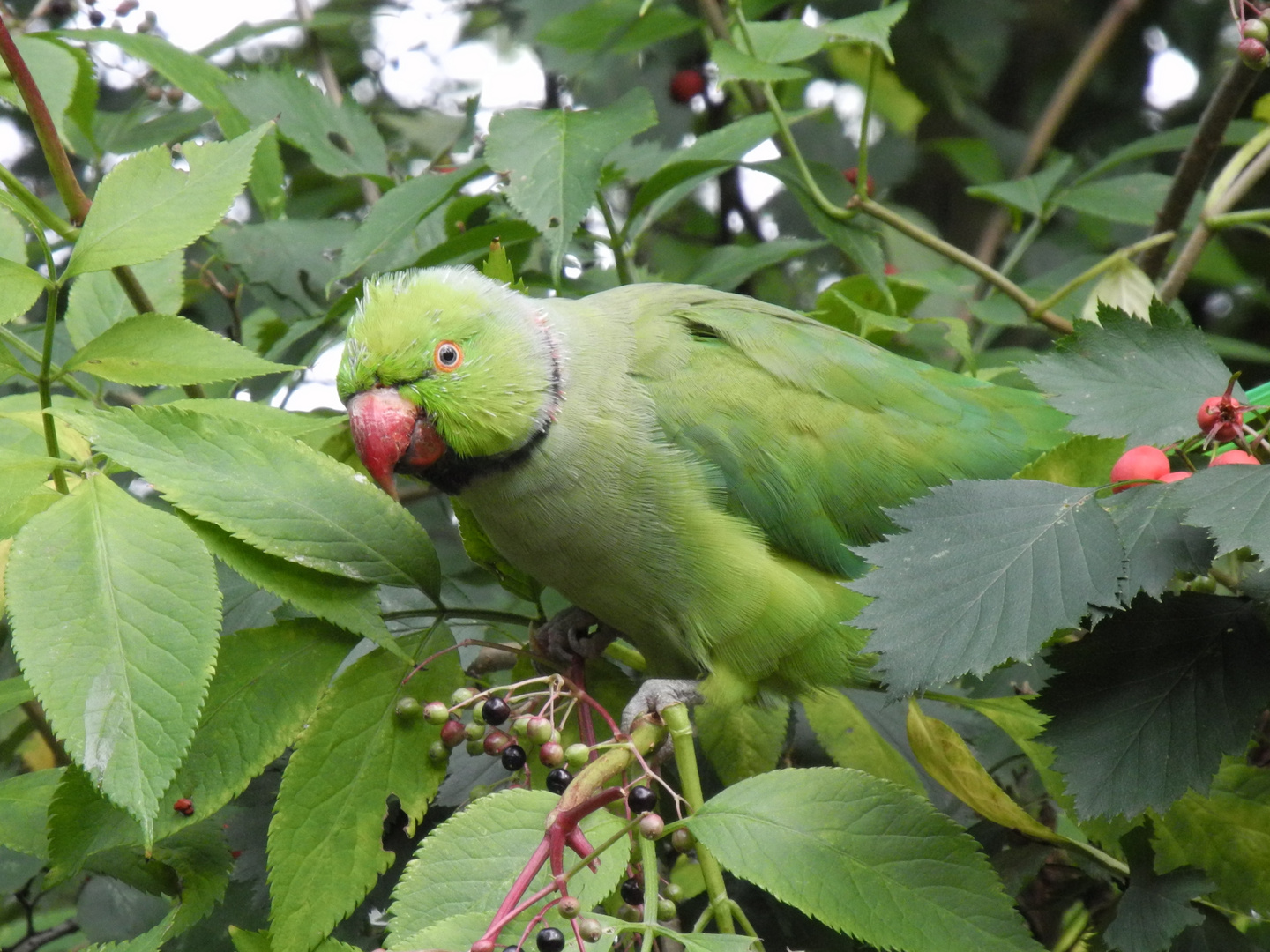 Halsbandsittich (Psittacula krameri)