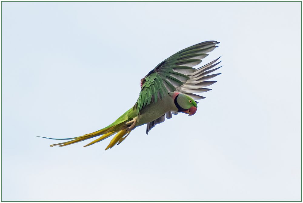 halsbandsittich (psittacula krameri) ...