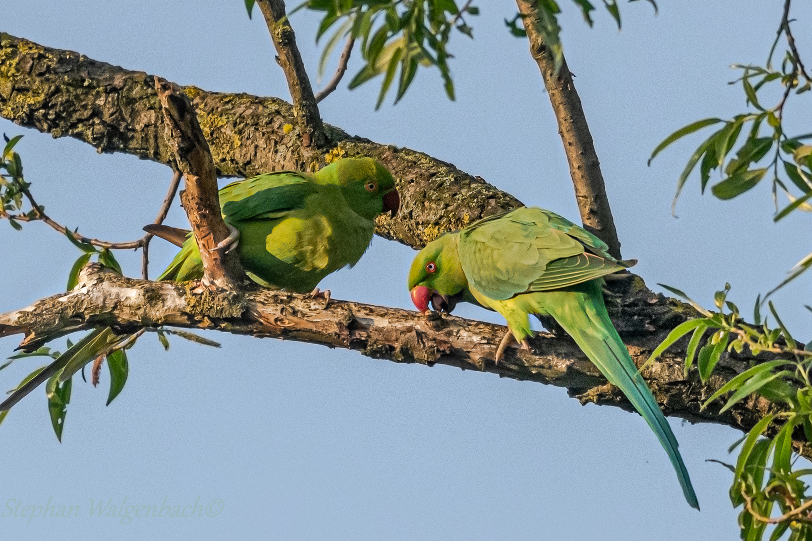 Halsbandsittich (Psittacula krameri) in der Siegaue