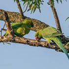 Halsbandsittich (Psittacula krameri) in der Siegaue