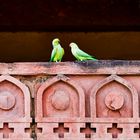 Halsbandsittich (Psittacula krameri) / rose-ringed parakeet