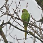 Halsbandsittich, (Psittacula krameri), Rose-ringed parakeet, Cotorra de Kramer