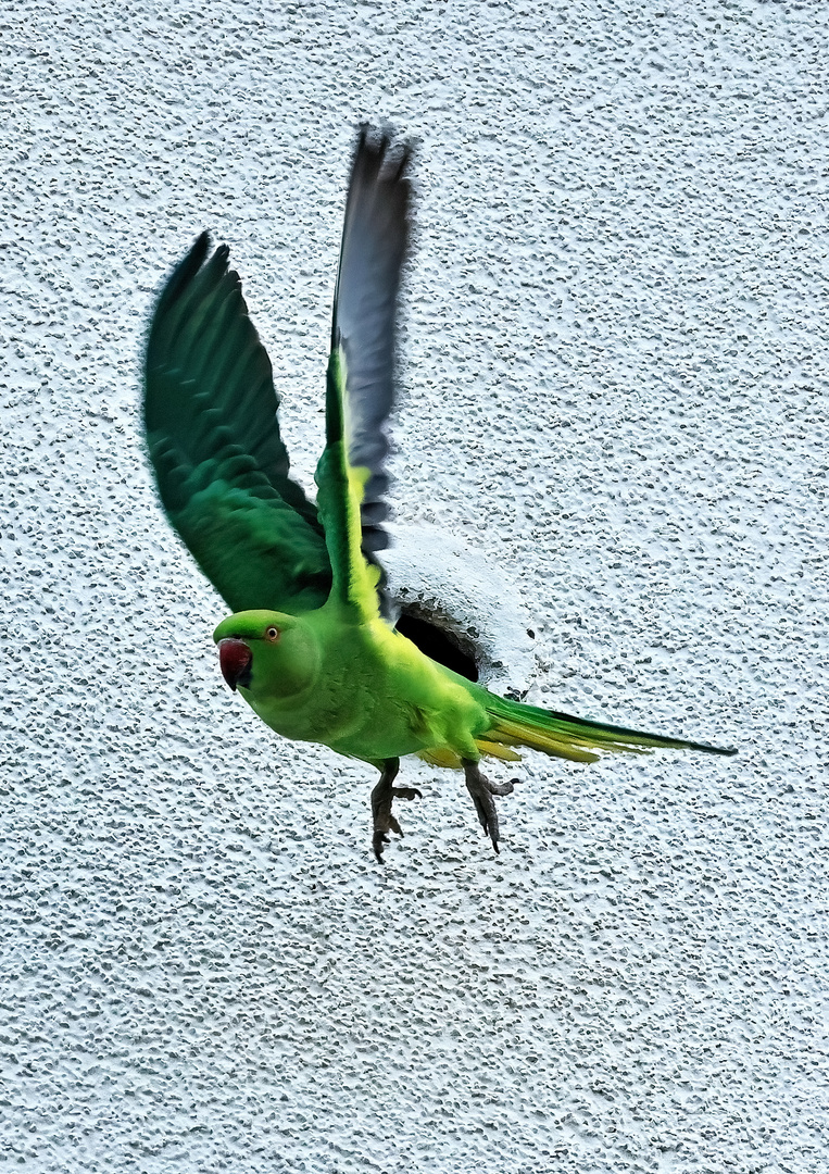 Halsbandsittiche Abflug von der Bruthöhle...