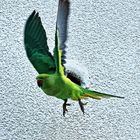 Halsbandsittiche Abflug von der Bruthöhle...